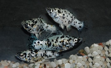 Ryba Molinezja silver calico DALMATYŃCZYK