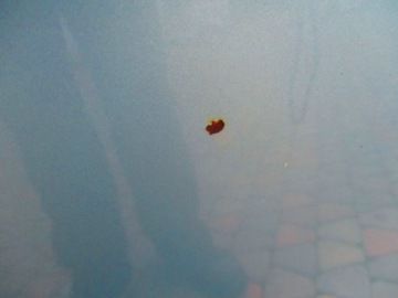 Focus mk1 98-04 капот перед крышка двигателя j8 Недорого, фото thumb