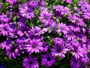 Osteospermum stokrotka afrykańska fioletowa.