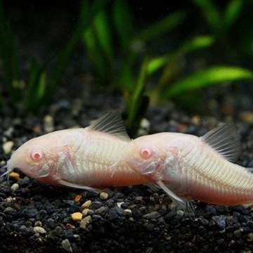 Панцирная рыба-альбинос Corydoras