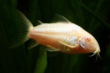 Панцирная рыба-альбинос Corydoras