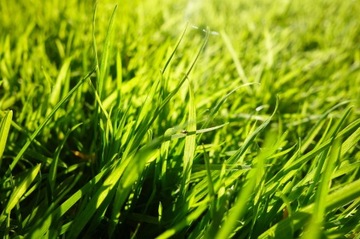 Graminea Lawn Renovation Grass 15 кг Dense XL сохраняет газон и пополняет его.