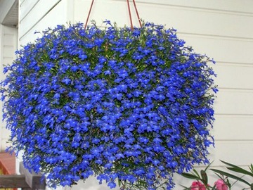 Семена LOBELIA HANGING Beautiful Blue Ball 0,1 г