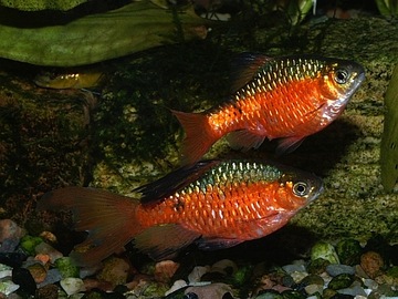 Рыба Розовый барбус Pethia Conchonius