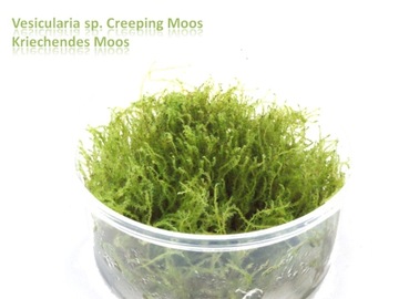 Ползучий мох Moss Nice БОЛЬШАЯ ПОРЦИЯ Bstok saxon4