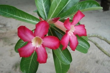 ДЛЯ БОНСАЙ ПУСТЫННАЯ РОЗА ADENIUM OBESUM ДЛЯ БОНСАЙ 3 СЕМЯНА