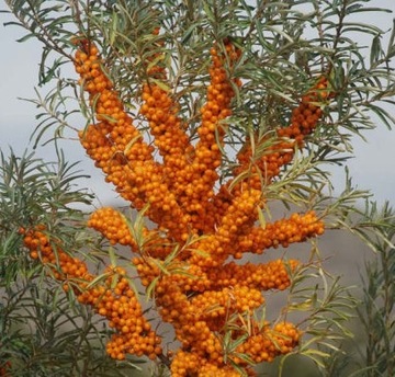 СУКА ОБЫКНОВЕННАЯ МОРСКАЯ HIPPOPHAE RAMNOIDES 50 СЕМЯН