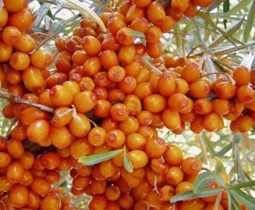 СУКА МОРСКАЯ ОБЫКНОВЕННАЯ HIPPOPHAE RHAMNOIDES 50 СЕМЯН