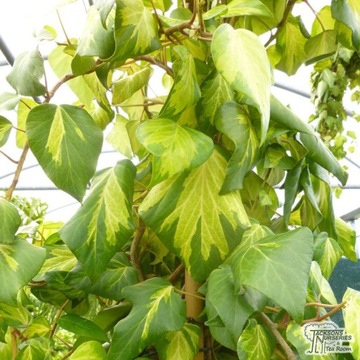 Hedera colchica 'Sulfur Heart' Плющ колхидский