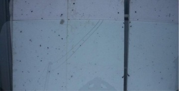 Скло перед передня mitsubishi daf 735x1745 фото №1