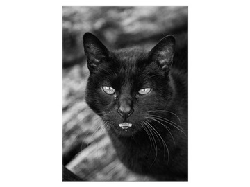 Image on canvas animals black kot 50x70, фото