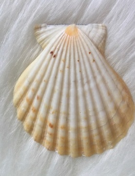 Hull pecten exotic exceptional decor, фото