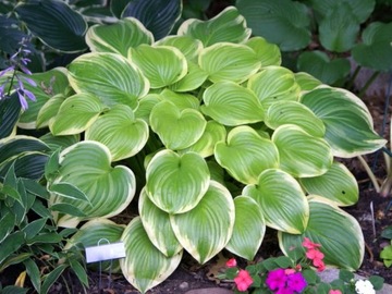 Funkia Hosta FRAGRANT BOUQUET W DONICZCE