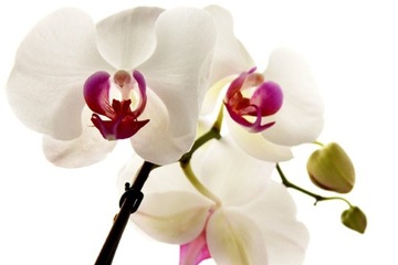 ORCHID Strong для орхидей 30мл - Агрекол