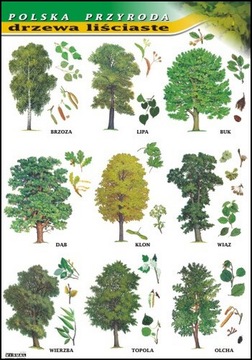 Drzewa liściaste plansza dydaktyczna BOTANIKA