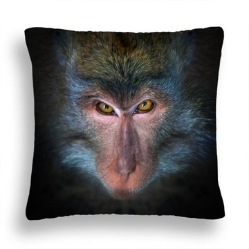 PODUSZKA ZW 20 SZYMPANS PRZENIKLIWE SPOJRZENIE PL