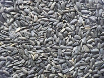 Słonecznik czarny dla ptaków 1kg, papugi, dzikie