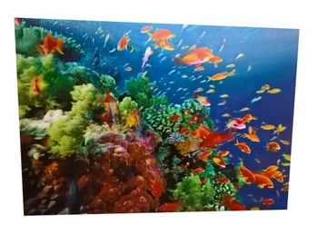 OBRAZEK 3D OBRAZKI RYBY RAFA MORZE RYBKI 3 D 25 35