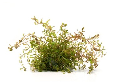 58. Ротала макрандра GREAT in vitro 5 сеянцев.