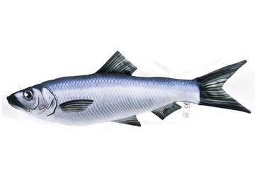 Śledź (clupea harengus) poduszka maskotka 35 cm