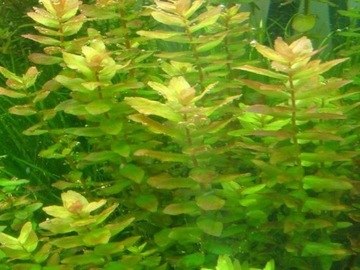 ROTALA MACRANDRA - GREEN 5 SZT. - hodowla podwodna