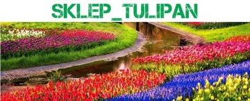 JODŁA KOREAŃSKA SKLEP_TULIPAN.