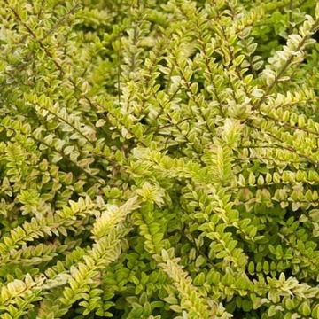 L107 Сухвуд Aurea (Lonicera nitida) p9