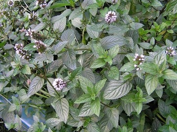 W54 Мята перечная «Шоколадная» (Mentha piperita)