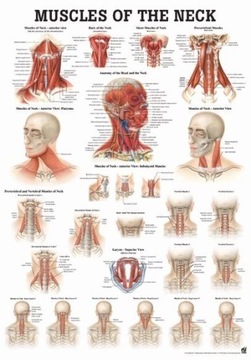 Tablica medyczna - MIĘŚNIE SZYI (Eng) | 70 x 50 cm