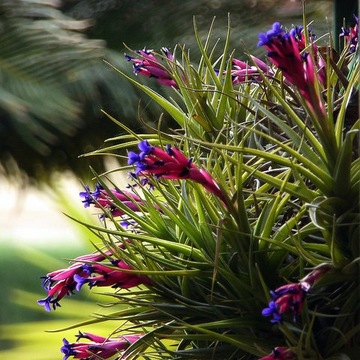 Tillandsia aeranthos -oplątwa