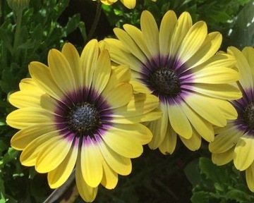 OSTEOSPERMUM ŻÓŁTA BAJKA STOKROTKA .