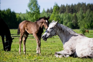 FOTOTAPETA NA WYMIAR FIZELINA KOŃ KONIE GALOP ZWIERZĘTA na wymiar