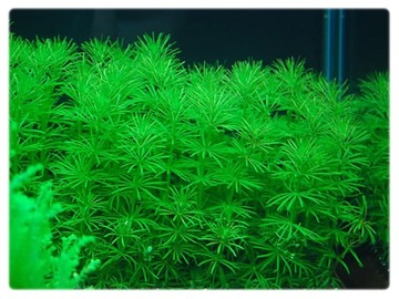 32. Bacopa myriophylloides OKÓŁKOWA in vitro