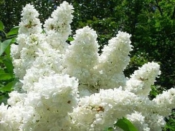 ŚNIEŻNOBIAŁY PEŁNOKWIATOWY LILAK MME LEMOINE BEZ