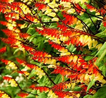 MINA LOBATA SKLEP_TULIPAN.