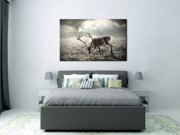 Kot Okulary Foto Obraz Canvas Dekoracja Prezent