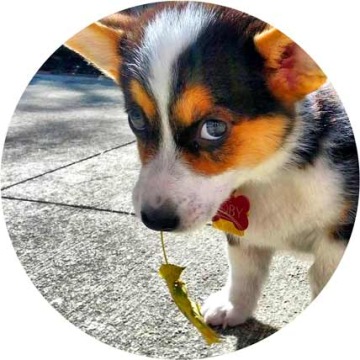 Топперы для торта DOGS & DOGS, диаметр 20 см, плотные, яркие цвета