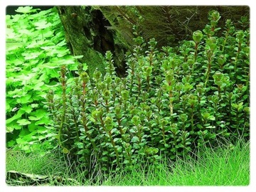 Ammania sp BONSAI rotala БОЛЬШАЯ чашка 10см in vitro