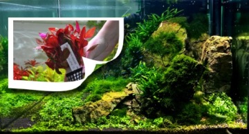 Калийное удобрение для аквариума 5 л PODWODNE OGRODY