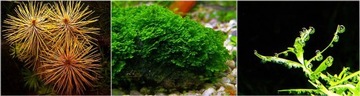 Ocean Nutrition Cichlid Omni Pellets M 200гр