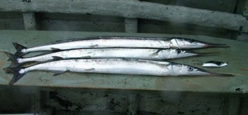 Морская форель щука REWA 19 г GELONA inox