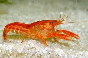 Rak Cambarellus Patzcuarensis Orange CPO akwa_fan