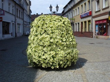 PETUNIA ZWISAJĄCA ŻÓŁTA NA BALKON I TARAS .