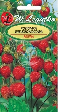 POZIOMKA WIELKOOWOCOWA REGINA 0,1g nasiona