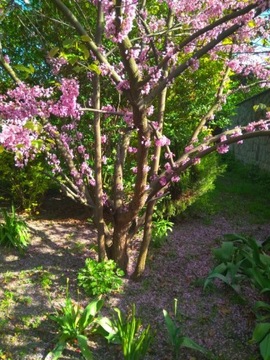 Judaszowiec kanadyjski Cercis DUŻA SADZONKA 60-100