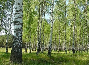 NIEWYMAGAJĄCA BRZOZA BRODAWKOWATA - ŁADNE SADZONKI