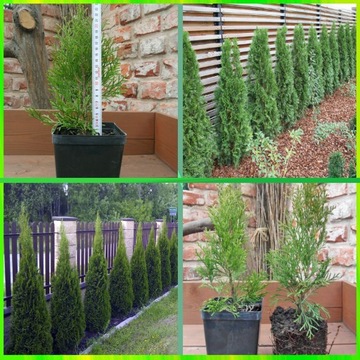 Żywotnik zachodni Thuja Szmaragd 10-20cm