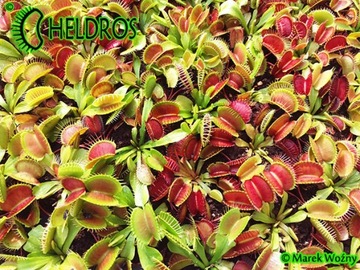 Набор для выращивания Flycatcher Dionaea 50 семян HiT