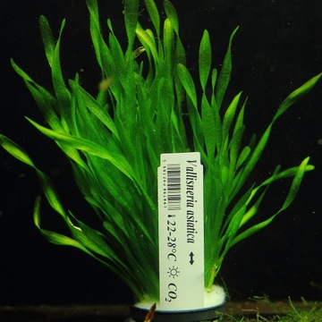 Vallisneria Asiatica XL Najlepszy nurzaniec łatwa