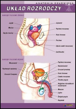 Żeński i męski układ rozrodczy plansza ANATOMIA